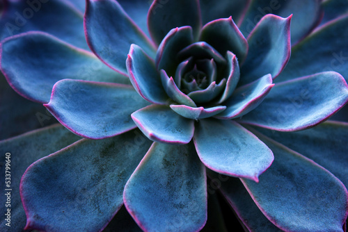 Succulent cactus background. Close up of teal and purple succulent cactus leaves texture wallpaper. Printable wall art. Selective focus