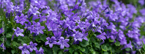 Campanula poscharskyana, the Serbian bellflower or trailing bellflower, semi-evergreen trailing perennial, valued for its lavender blue star shaped flowers. close up. blurred background.