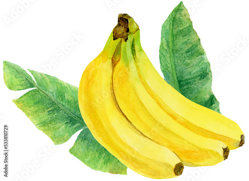 バナナの房 バナナの葉 水彩画