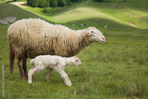 Portrait of sheep with her baby lamb in the green meadow 