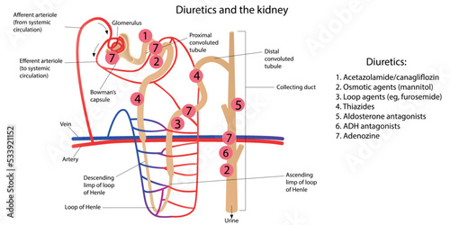 Diuretics and the kidney. Vector illustration