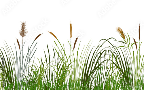 Image of a green reed or bulrush on a white background.Isolated vector drawing.