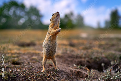 Ground Squirrel funny dance, Spermophilus citellus, sitting in the green grass during summer, wide angle habitat, Czech Republic. Wildlife scene from nature. Nesting hole.