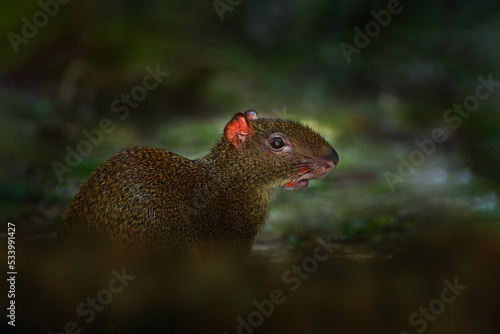 Wildlife Costa Rica. Agouti in the tropical forest. Animal in nature habitat, green jungle. Big wild mouse in green vegetation. Animal from Costa Rica. Mammal in the forest, wildlife.
