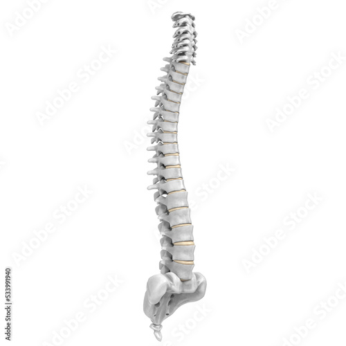 3d rendering illustration of a human spine