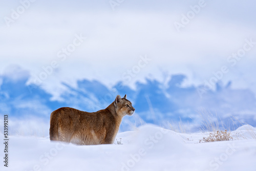Puma, nature winter habitat with snow, Torres del Paine, Chile. Wild big cat Cougar, Puma concolor, hidden portrait of dangerous animal with stone. Mountain Lion. Wildlife scene from nature.