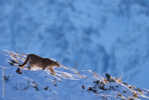 Puma, nature winter habitat with snow, Torres del Paine, Chile. Wild big cat Cougar, Puma concolor, hidden portrait of dangerous animal with stone. Mountain Lion. Wildlife scene from nature.