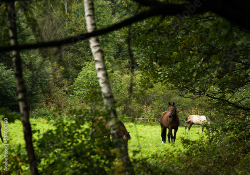 A horse in a meadow near the forest