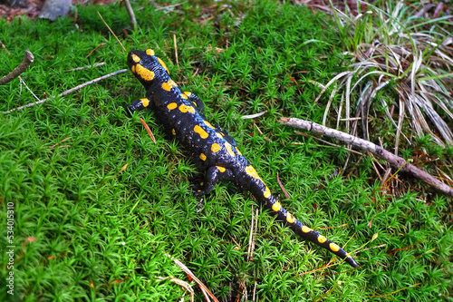 Tailed amphibian, fire salamander (salamandra salamandra from family Salamandridae). Fire salamander lying on green moss in nature. Vivid green wildlife scenery.