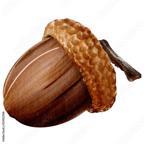 Hand-drawn acorn isolated on white background