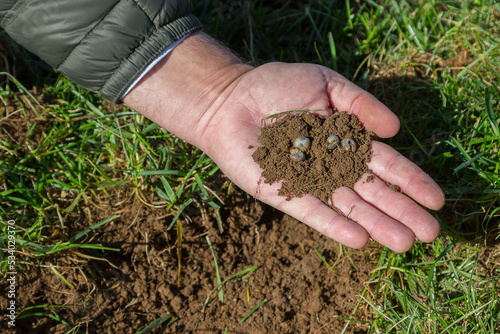 Grubs found in the topsoil of a typical suburban home's lawn