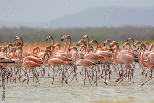 American flamingos - Phoenicopterus ruber - wading in water. Photo from Santuario de fauna y flora los flamencos in Colombia.