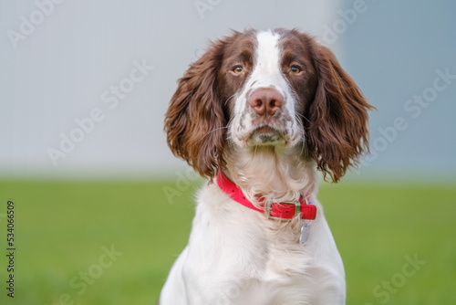 english springer spaniel