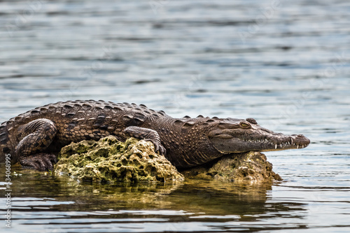 A Crocodile waits patiently on a rock on the edge of a lake in Florida.