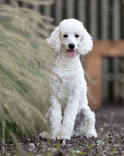 White Poodle Dog weisser Pudel Hund