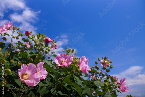 青空に映える芙蓉の花