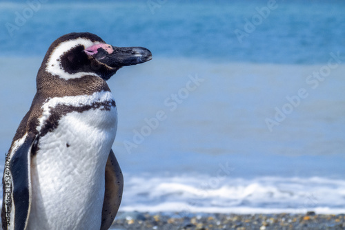 close detail of the young Patagonian penguin resting on the shore of its marine habitat with space for text,scientific name Spheniscus magellanicus,known as Magellanic penguin, family Spheniscidae