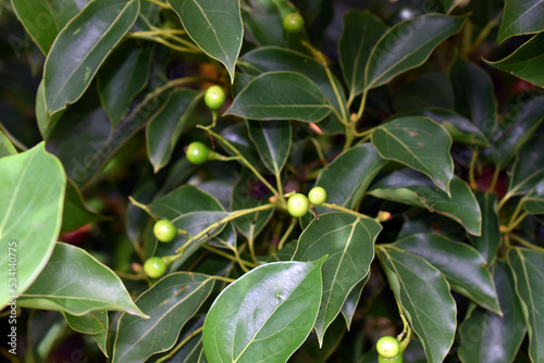 Fruits of the camphor tree (Cinnamomum camphora)