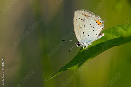 Modraszek ikar (Polyommatus icarus)