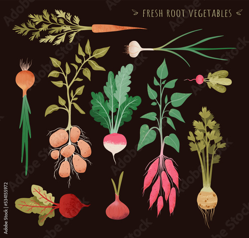 Illustration of fresh root vegetable. Root plants set. Garden vegetable vector drawing collection. Onion, radish, turnips, carrots, potatoes, celery, sweet potatoes. For menu, recipe, package.