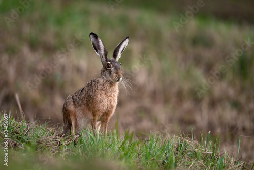 Lièvre brun (Lepus europaeus) adulte en été. Alpes. France