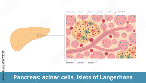 Islets of Langerhans. Pancreatic islets contain endocrine cells: alpha, beta, delta, PP or gamma, epsilon cells. Pancreas histology (tissue) with islets and acinar cells.