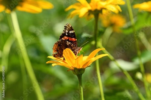 Butterfly and flower. Butterfly admiral on a yellow flower (Vanessa cardui, Nymphalidae). Spring and summer background