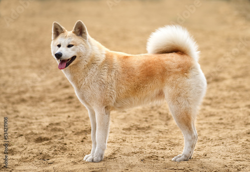 Japanese akita inu dog on sand background