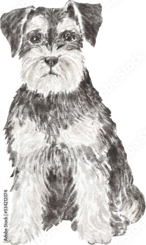 Miniature schnauzer dog illustration