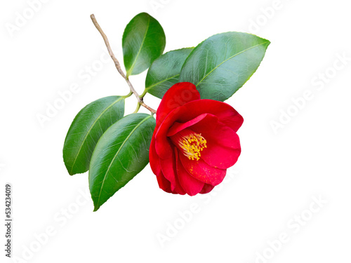 Red camellia japonica semi-double form flower and leaves isolated transparent png. Japanese tsubaki. Chinese symbol of love. 