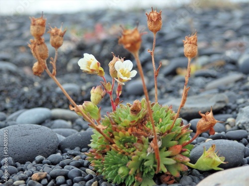 Icelandic flora