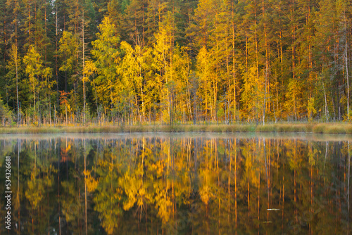 Autumn forest with reflection