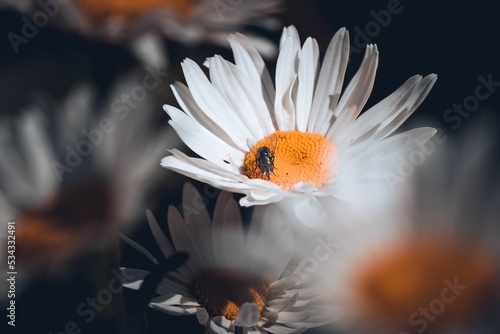 Closeup of a bug standing on a common daisy in a flower field