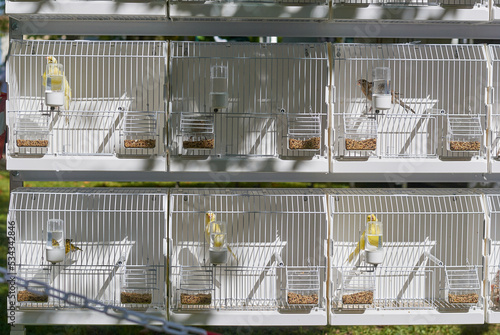Uccelli in gabbia