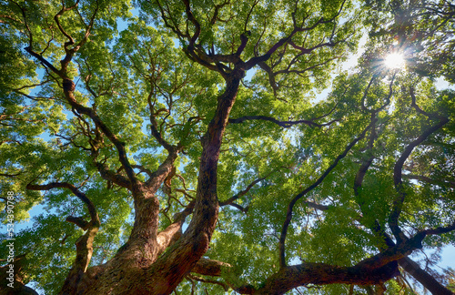 The crown of ancient camphor tree (Cinnamomum camphora). Tokyo. Japan