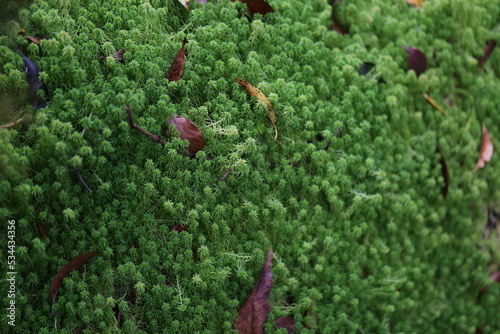 sphagnum moss field in the forest
