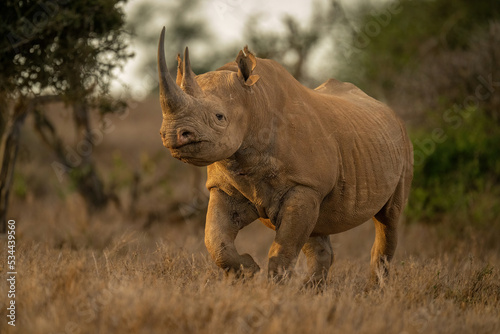 Black rhino walks to camera in clearing