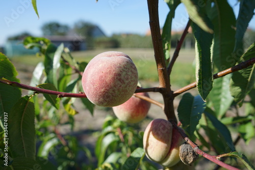 Brzoskwinie na drzewku w ogrodzie. Peach.