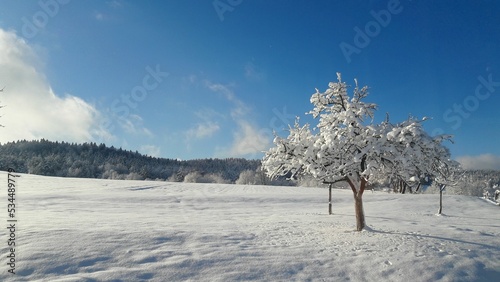 zimowy krajobraz, panorama z lasem, drzewa pokryte śniegiem, świeże powietrze, tło lasu, błękitne niebo, zaśnieżona łąka, zima w Polsce
