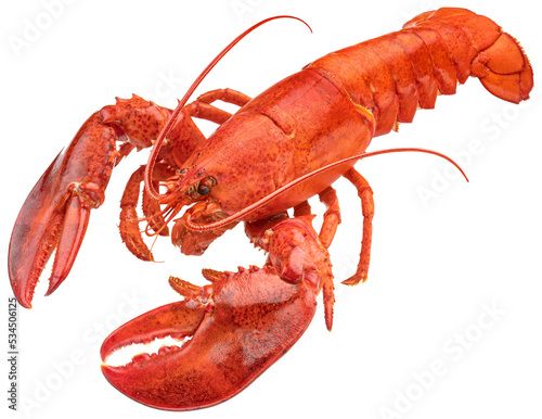 Red lobster isolated