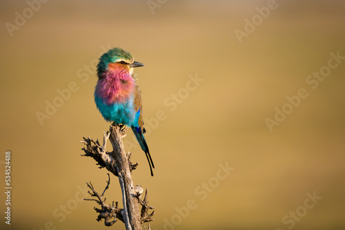 Lilac breasted roller