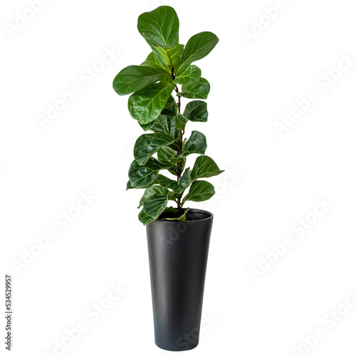 Bonita planta ficus lyrata em vaso cinza para decoração