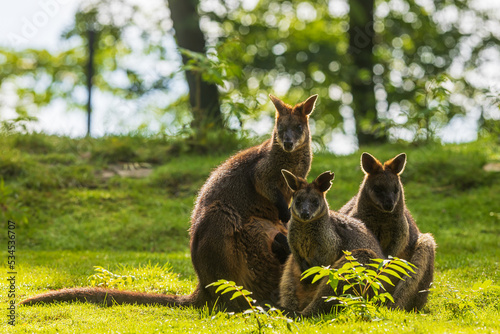 The swamp wallaby (Wallabia bicolor) is a small macropod marsupial a group of three sitting in the opposite light