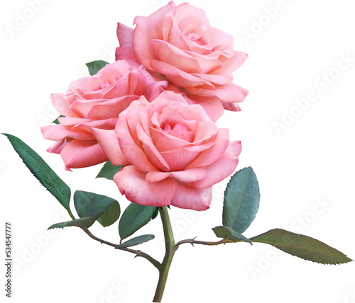 Pink Rose flowers isolated for love wedding and valentines day