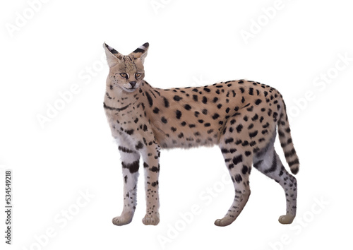 Serwal Sawannowy Dziki Kot Duży Grafika Natura Zwierzęta