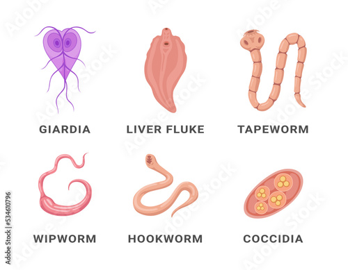 Human intestinal parasites set infographic scheme names vector flat medical internal infection