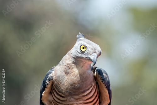 this is a close up of a pacific baza on the lookout for danger