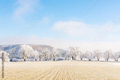 Winter landscape with a group of frozen and snowy trees on a sunny day in the countryside of Valladolid, Castilla y Leon, Spain