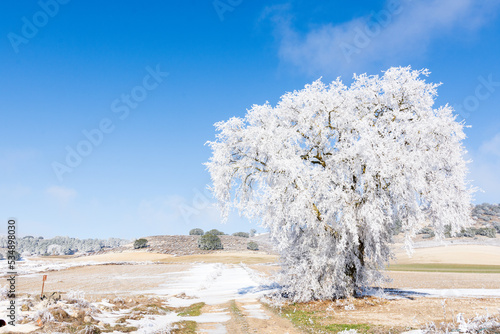 Winter landscape with a frozen and snowy tree on a sunny day in the countryside of Valladolid, Castilla y León, Spain
