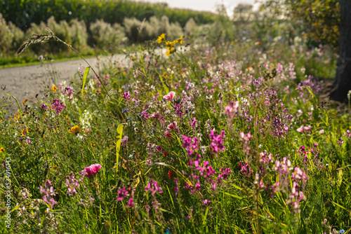 Late summer flowers blooming in abundance at a roadside in the afternoon sun